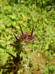 Geranium carolinianum