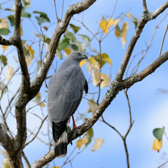 Geranospiza caerulescens