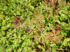 Geranium carolinianum