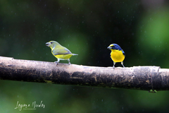 Euphonia hirundinacea