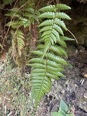 Dryopteris lepidopoda