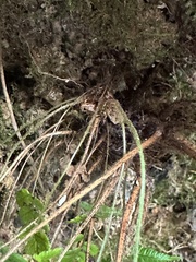 Dryopteris lepidopoda