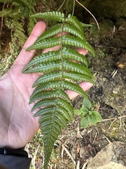 Dryopteris lepidopoda