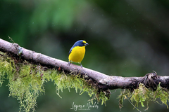 Euphonia hirundinacea