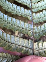 Dryopteris lepidopoda
