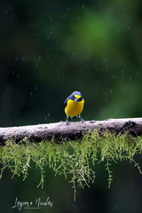 Euphonia hirundinacea