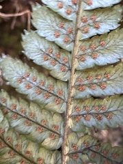 Dryopteris lepidopoda