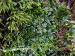 Plagiomnium rostratum