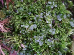 Plagiomnium rostratum