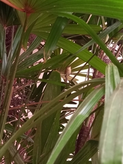 Phylloscopus canariensis