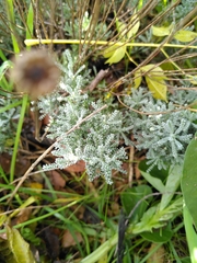 Santolina chamaecyparissus