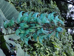 Strongylodon macrobotrys