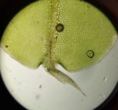 Plagiomnium rostratum