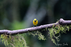 Euphonia luteicapilla