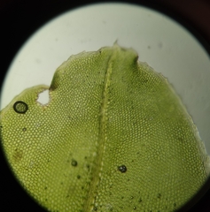 Plagiomnium rostratum