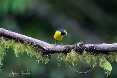 Euphonia luteicapilla