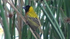 Ploceus melanocephalus