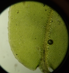 Plagiomnium rostratum