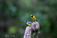 Euphonia luteicapilla