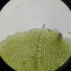 Plagiomnium rostratum