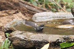 Rhipidura albicollis