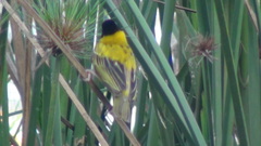 Ploceus melanocephalus