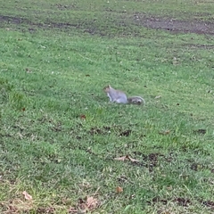 Sciurus carolinensis