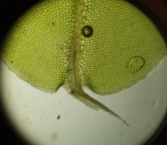 Plagiomnium rostratum