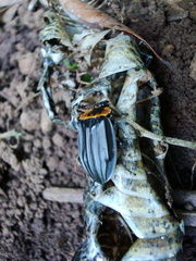 Oxelytrum discicolle