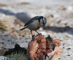 Cyanistes caeruleus × cyanus