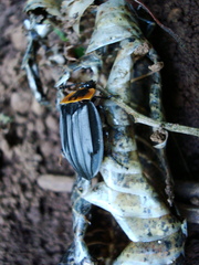 Oxelytrum discicolle