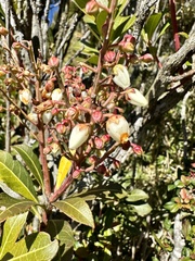 Pieris japonica taiwanensis