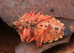Pinthaeus sanguinipes