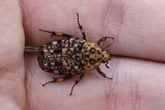 Porphyronota
