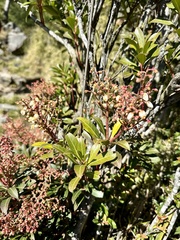 Pieris japonica taiwanensis