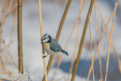 Cyanistes caeruleus × cyanus