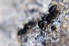 Camponotus laevissimus