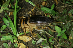 Brachytrupes