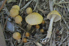 Agrocybe