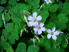 Oxalis linarantha
