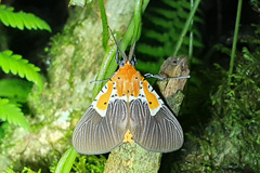 Asota speciosa