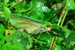 Euchloron megaera