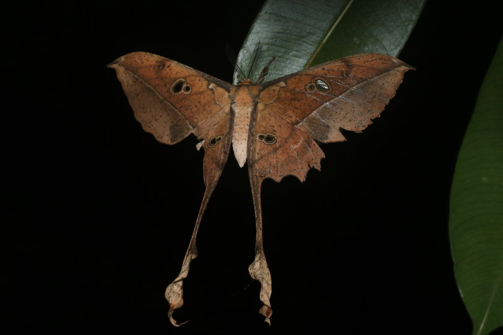 Antistathmoptera