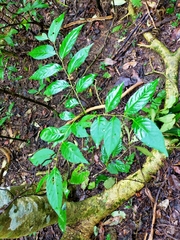 Glochidion lanceolatum