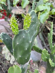 Opuntia ficus-indica
