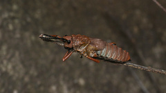 Loveridgacris impotens