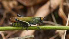 Eupropacris uniformis