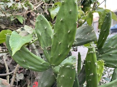 Opuntia ficus-indica