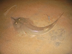 Glaucostegus cemiculus