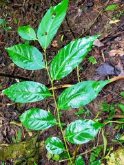 Glochidion lanceolatum